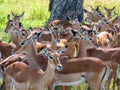 A flock of impala cools in the shadow under a tree