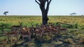 A flock of impala cools in the shadow under a tree
