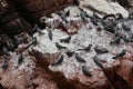 Flock of Inca tern Larosterna inca birds on the rock.