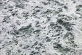 Flock Inca tern, Larosterna inca, hunting fish, Paracas, Peru