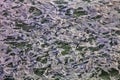Flock of Inca tern, Larosterna inca, still, fish in the sea