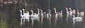 flock of Indian ducks at lake