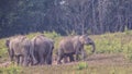 Group of Indian Elephants in Prairie