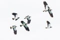 flock of isolated lapwing birds (vanellus vanellus) in flight Royalty Free Stock Photo