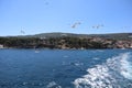 Birds seagulls against the background of the sea, blue sky and coast with green pine trees, Jelsa, Hvar island, Croatia Royalty Free Stock Photo