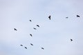 Flock of jackdaws Royalty Free Stock Photo