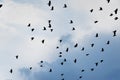 Flock of jackdaws Royalty Free Stock Photo