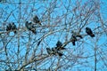 A flock of jackdaws