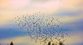 flock of jackdaws Royalty Free Stock Photo