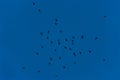 Flock of jackdaws flying in blue sky Royalty Free Stock Photo