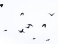 Flock of jackdaws flying in the sky. Royalty Free Stock Photo