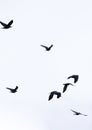 Flock of jackdaws flying in the sky. Royalty Free Stock Photo