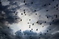 Flock of jackdaws Royalty Free Stock Photo