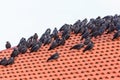 Flock with Jackdaws on a roof Royalty Free Stock Photo