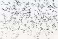 Flock of Jackdaws in silhouette in the sky Royalty Free Stock Photo