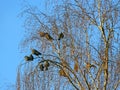 A flock of jackdaws sits on a birch tree on a sunny winter day. Royalty Free Stock Photo
