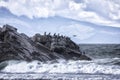 Flock of Japanese cormorants on a rock. South Kuriles