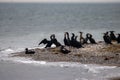 Flock of japanese cormorants (Phalacrocorax capillatus) on a promontory in the Baltic Sea Royalty Free Stock Photo