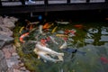 flock of Japanese koi carp swim very close to the rocks to grab the food that floats on the surface of the pond
