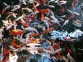A flock of Japanese multi-colored carp.