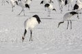 Flock of Japanese Red-Crowned Cranes Foraging