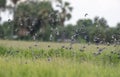 Flock of Java sparrow flying