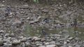 Flock of Javan Mynas Foraging and Bathing on a Rocky Streambed in Taiwan