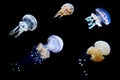 Flock of jellyfish swimming in the ocean