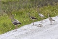 Juvenile American White Ibises On A Dirt Trail