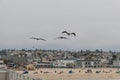 Flock of juvenile brown pelicans flying in formation in Hermosa Beach, California