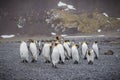 Flock of King penguins heading to shore in South Georgia Royalty Free Stock Photo