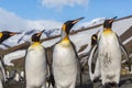 Flock of King penguins looking right in bright breeding plumage Royalty Free Stock Photo