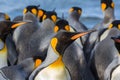 Flock of King Penguins in South Georgia Royalty Free Stock Photo