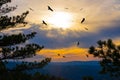 A flock of kites circles in the colorful sky Royalty Free Stock Photo