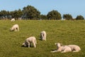 Flock of lambs grazing on meadow Royalty Free Stock Photo