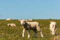 Flock of lambs grazing on meadow Royalty Free Stock Photo