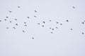 Flock of lapwing birds in flight Royalty Free Stock Photo