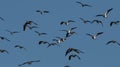 A Flock of Lapwings flying towards the camera