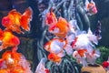 Flock of large goldfish white spots in a large aquarium Royalty Free Stock Photo