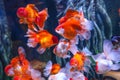 Flock of large goldfish white spots in a large aquarium Royalty Free Stock Photo