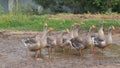 Flock of large grey geese, standing in puddle in village, flittering