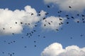 A flock of large numbers of black birds against a blue sky