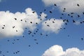 A flock of large numbers of black birds against a blue sky