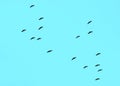 THIS FLOCK OF LARGE SEA BIRDS FLY TOGETHER PERFECTLY IN SO MANY WAYS Royalty Free Stock Photo