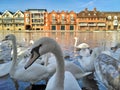 A flock of large white swans in the Thames River in Windsor, Great Britain