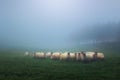 Flock of latxa sheep Royalty Free Stock Photo