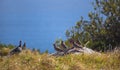 Flock of laughing doves camouflaged by a rock in a field by the ocean.