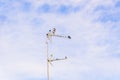 A flock of Laundress birds on a TV antenna against stunning blue sky with clouds