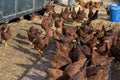 Flock of laying chickens in pen Royalty Free Stock Photo