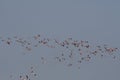 Flock of lesser flamingoes in flight